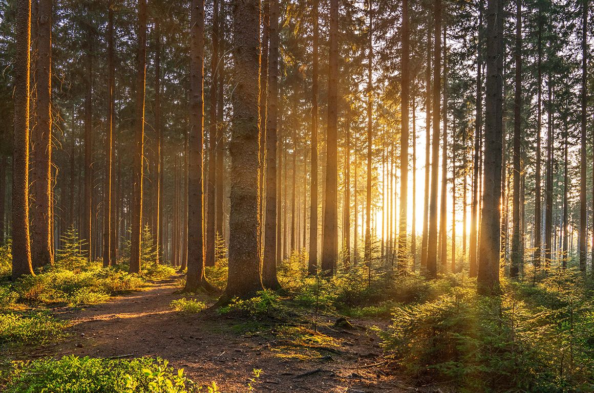 How To Support Mental Health and Build Resilience