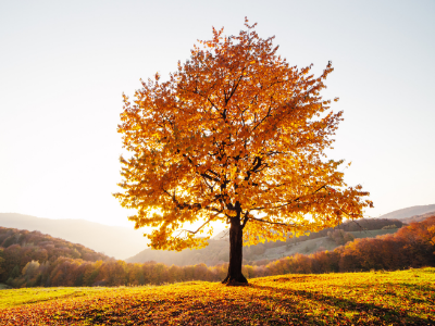 Welcome back from Ascentis