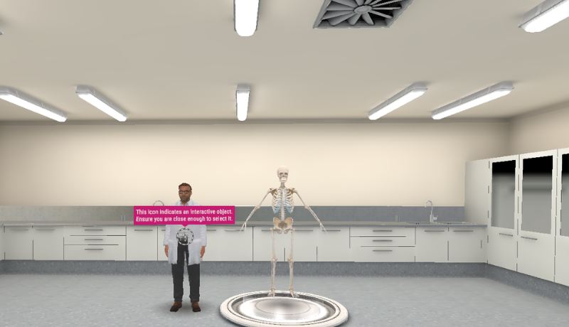 Anatomy and Physiology of the Human Skeleton and Muscles